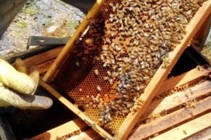 Enfermedades más comunes de las abejas